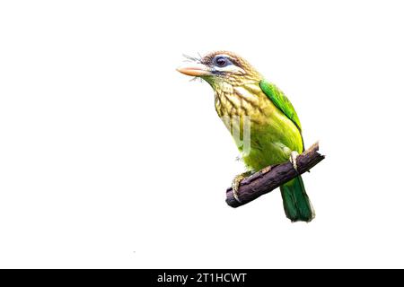 Weißwangenbarbet oder kleiner grüner Barnet (Psilopogon viridis) ist ein grüner Barbet, der nur in Südindien vorkommt. Beachten Sie den dunkelbraunen Kopf und den Charakter Stockfoto