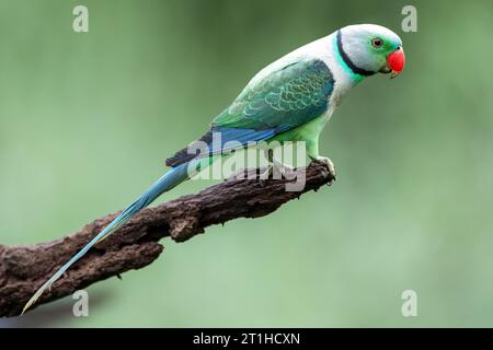 Malabar Sittich oder Blauflügelsittich (Psittacula columboides) – Ein markanter grüner Sittich, der auf die Wälder der westlichen Ghats Indiens beschränkt ist. Stockfoto