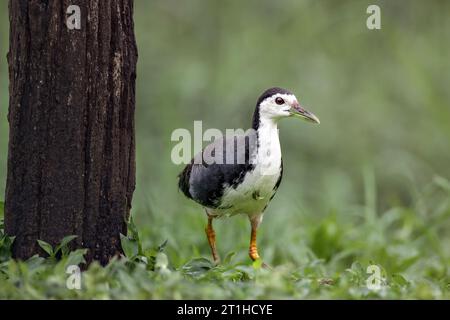 Der Weißbrust Waterhen (Amaurornis phoenicurus) ist ein mittelgroßer, ziemlich häufiger Hühner-ähnlicher Sumpfvogel, der in Wiesen, Gräben, Flüssen, Stockfoto