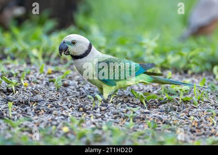 Malabar Sittich oder Blauflügelsittich (Psittacula columboides) – Ein markanter grüner Sittich, der auf die Wälder der westlichen Ghats Indiens beschränkt ist. Stockfoto