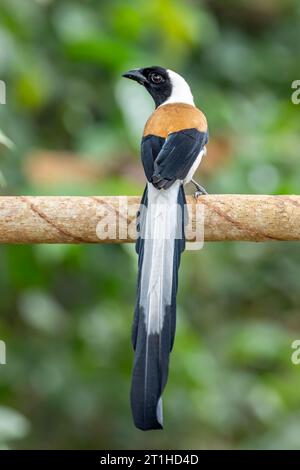 Der weißbauchige Treepie (Dendrocitta leucogastra) Stockfoto