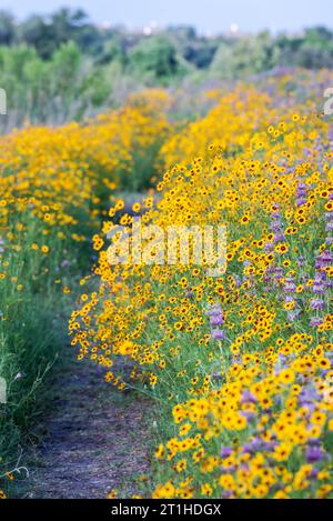 Einheimische Wildblumen mit gelben, lila und grünen Farben in einem Park in der Nähe eines Sees im Frühling in Austin, Texas America, USA Stockfoto