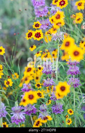 Einheimische Wildblumen mit gelben, lila und grünen Farben in einem Park in der Nähe eines Sees im Frühling in Austin, Texas America, USA Stockfoto