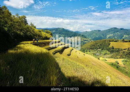 Trekking über die fantastischen Reisterrassen von Mu Cang Chai, Yen Bai, Vietnam Stockfoto