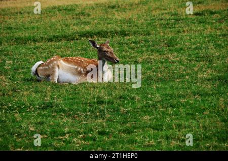 Europäischer Damhirsch im Gras. Eine Rehkuh auf grüner Wiese, liegend. Stockfoto