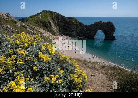 Durdle Door Kalksteinbogen und Strand mit Blumen im Vordergrund, in der Nähe von Lulworth Cove, Dorset, England, Großbritannien Stockfoto