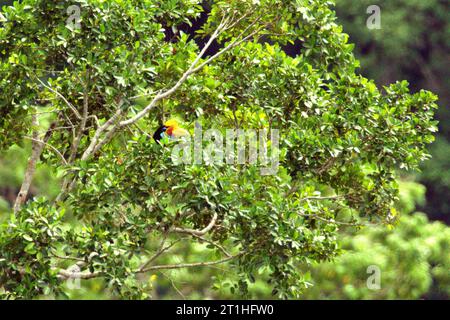 Ein weibliches Individuum des Nashornvogels (Rhyticeros cassidix), das in einem Regenwaldgebiet nahe dem Berg Tangkoko und Duasudara in Bitung, Nord-Sulawesi, auf einem Baum lebt. Indonesien. Hornbills sind „Vögel, die im Allgemeinen große Heimgebiete haben“, schrieben Benita Ardi und Fridollyn H. Suardi in ihrem 2020 veröffentlichten Artikel auf der IOP Conference Series: Earth and Environmental Science. Sie essen Früchte und verteilen die Samen weit vom ursprünglichen Baum entfernt. Daher ist seine Existenz als Dispersionsmittel für die Feigensamen sehr wichtig“, fügten sie hinzu. Hornbillls werden oft als „Waldbauern“ bezeichnet. Stockfoto