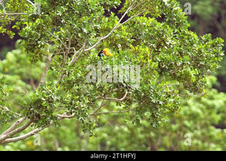 Ein weibliches Individuum des Nashornvogels (Rhyticeros cassidix), das in einem Regenwaldgebiet nahe dem Berg Tangkoko und Duasudara in Bitung, Nord-Sulawesi, auf einem Baum lebt. Indonesien. Hornbills sind „Vögel, die im Allgemeinen große Heimgebiete haben“, schrieben Benita Ardi und Fridollyn H. Suardi in ihrem 2020 veröffentlichten Artikel auf der IOP Conference Series: Earth and Environmental Science. Sie essen Früchte und verteilen die Samen weit vom ursprünglichen Baum entfernt. Daher ist seine Existenz als Dispersionsmittel für die Feigensamen sehr wichtig“, fügten sie hinzu. Hornbillls werden oft als „Waldbauern“ bezeichnet. Stockfoto