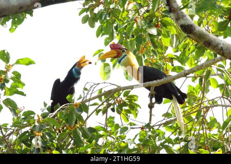 Ein Paar Noppenhornschnabel (Rhyticeros cassidix) wird fotografiert, während sie sich auf einem Ficus-Baum in einem Regenwaldgebiet in der Nähe von Mount Tangkoko und Duasudara in Bitung, Nord-Sulawesi, Indonesien, von Früchten ernähren. Laut Amanda Hackett von der Wildlife Conservation Society aus dem Jahr 2022 gilt die Art derzeit aufgrund von Holzfällung und Jagd als vom Aussterben bedroht. „Da die Bäume abnehmen, gibt es keine sicheren Plätze für Nester in großen, Reifen Bäumen“, fügte sie hinzu. aufgrund ihrer Abhängigkeit von Wäldern und bestimmten Arten von Bäumen sind Nashörner im Allgemeinen Stockfoto