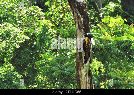 Ein männlicher Nashornschnabel (Rhyticeros cassidix) überprüft ein Loch am Stamm eines toten Baumes, wo er im Regenwald in der Nähe des Mount Tangkoko und DuaSudara in Bitung, Nord-Sulawesi, Indonesien, steht. Aufgrund ihrer Abhängigkeit von Wäldern und bestimmten Arten von Bäumen sind Nashornvögel im Allgemeinen vom Klimawandel bedroht. „Da die Bäume abnehmen, gibt es keine sicheren Plätze für Nester in großen, Reifen Bäumen“, schrieb Amanda Hackett von der Wildlife Conservation Society 2022. Ein kürzlich erschienener Bericht von einem Team von Wissenschaftlern unter der Leitung von Marine Joly, obwohl... Stockfoto