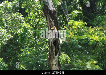 Ein männliches Individuum des Nackenhornschnabel (Rhyticeros cassidix) ragt über einem möglichen Nistloch auf dem Stamm eines toten Baumes im Regenwald nahe Mount Tangkoko und DuaSudara in Bitung, Nord-Sulawesi, Indonesien. Aufgrund ihrer Abhängigkeit von Wäldern und bestimmten Arten von Bäumen sind Nashornvögel im Allgemeinen vom Klimawandel bedroht. „Da die Bäume abnehmen, gibt es keine sicheren Plätze für Nester in großen, Reifen Bäumen“, schrieb Amanda Hackett von der Wildlife Conservation Society 2022. Ein kürzlich erschienener Bericht von einem Team von Wissenschaftlern unter der Leitung von Marine Joly, obwohl... Stockfoto