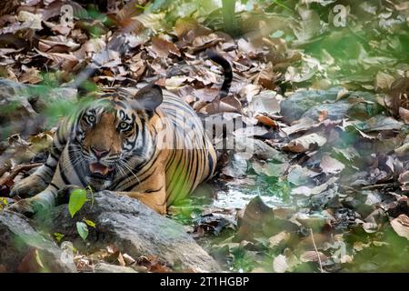 Ein Tiger, der sich an einem heißen Sommernachmittag im Bandhavgarh Tiger Reservat während der Safari im Schatten des Baumes entspannt Stockfoto