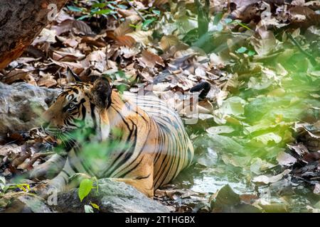 Ein Tiger, der sich an einem heißen Sommernachmittag im Bandhavgarh Tiger Reservat während der Safari im Schatten des Baumes entspannt Stockfoto