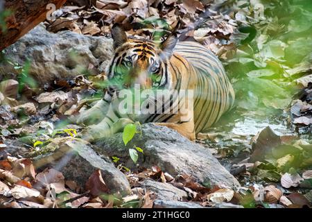 Ein Tiger, der sich an einem heißen Sommernachmittag im Bandhavgarh Tiger Reservat während der Safari im Schatten des Baumes entspannt Stockfoto