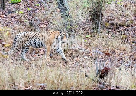 Ein erwachsener Tiger trinkt an einem heißen Sommernachmittag im Bandhavgarh Tiger Reservat Wasser aus einem kleinen Bach im Schatten des Baumes Stockfoto