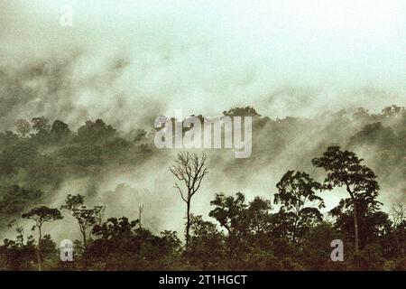 Blick auf eine Flachland-Regenwaldlandschaft in der Nähe von Mount Tangkoko und Duasudara in Bitung, Nord-Sulawesi, Indonesien. Ein kürzlich von einem Team von Wissenschaftlern unter der Leitung von Marine Joly durchgeführter Bericht über den Sulawesi-Schwarzkammmakaken (Macaca nigra) hat gezeigt, dass die Temperatur im Tangkoko-Wald steigt und die Fruchtfülle insgesamt abnimmt. „Zwischen 2012 und 2020 stiegen die Temperaturen im Wald um bis zu 0,2 Grad pro Jahr an, und die Fruchtfülle insgesamt ging um 1 Prozent pro Jahr zurück“, schrieben sie. Makaken und Nörgelschnabel (Rhyticeros cassidix) sind... Stockfoto