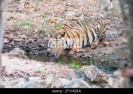 Ein ausgewachsener Tiger trinkt an einem heißen Sommernachmittag im Bandhavgarh Tiger Reserve während safar Wasser aus einem kleinen Bach im Schatten des Baumes Stockfoto