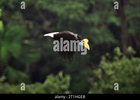 Ein weibliches Individuum des Nashornvogels (Rhyticeros cassidix) fliegt, während sie während einer Futtersuche in einem Regenwaldgebiet nahe dem Berg Tangkoko und Duasudara in Bitung, Nord-Sulawesi, einen Baum verlässt. Indonesien. Hornbills sind „Vögel, die im Allgemeinen große Heimgebiete haben“, schrieben Benita Ardi und Fridollyn H. Suardi in ihrem 2020 veröffentlichten Artikel auf der IOP Conference Series: Earth and Environmental Science. Sie essen Früchte und verteilen die Samen weit vom ursprünglichen Baum entfernt. Daher ist seine Existenz als Dispersionsmittel für die Feigensamen sehr wichtig“, fügten sie hinzu. Stockfoto