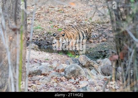 Ein ausgewachsener Tiger trinkt an einem heißen Sommernachmittag im Bandhavgarh Tiger Reserve während safar Wasser aus einem kleinen Bach im Schatten des Baumes Stockfoto