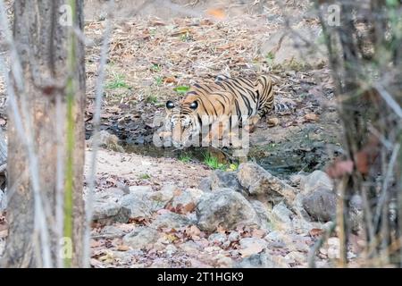 Ein ausgewachsener Tiger trinkt an einem heißen Sommernachmittag im Bandhavgarh Tiger Reserve während safar Wasser aus einem kleinen Bach im Schatten des Baumes Stockfoto