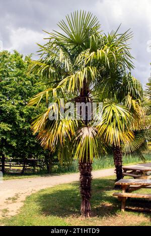Palmen mit fächerförmigen Blättern in Nahaufnahme Stockfoto