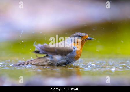 European Robin Erithacus rubecula Bird cleaning in Water Stockfoto