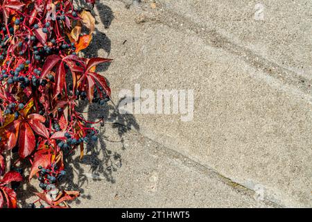 Zweige von wilden Trauben mit roten Blättern und blauen Früchten auf dem Hintergrund einer Betonmauer Stockfoto