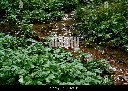 Brunnenkresse, Nasturtium officinale, Brunnenkresse, Kochkraut, Karlsbad, Tschechische Republik Stockfoto