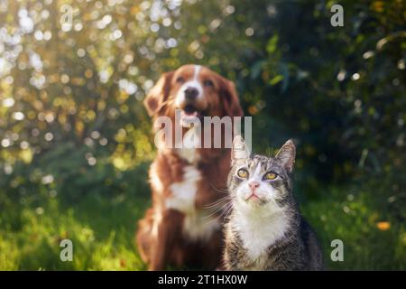 Katze und Hund sitzen zusammen im Gras an sonnigen Tagen. Freundschaft zwischen Tabby Hauskatze und Nova Scotia Duck Tolling Retriever. Stockfoto