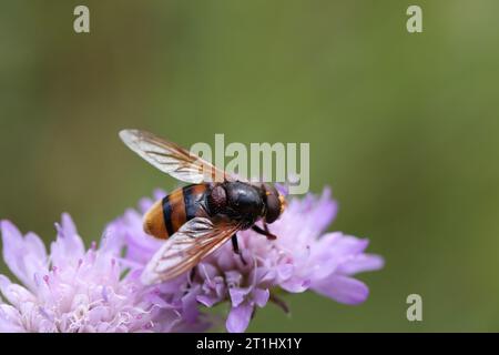 Hornet imitiert die schwebefliege, die auf einer Blume sitzt und sie bestäubt Stockfoto