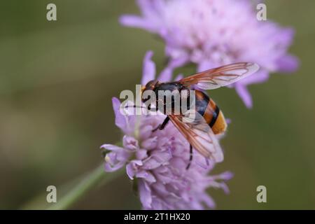 Hornet imitiert die schwebefliege, die auf einer Blume sitzt und sie bestäubt Stockfoto