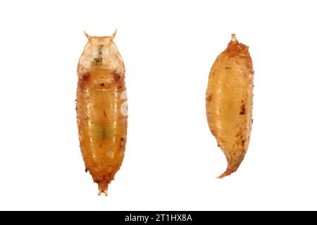 Essigfliege, Fruchtfliege (Drosophila melanogaster). Puppe in verschiedenen Aufnahmen. Isoliert auf hellem Hintergrund. Stockfoto