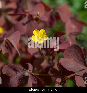 GELBER OXALIS kriechender Sauerampfer Stockfoto