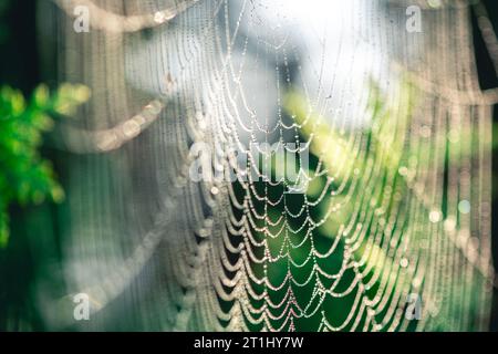 Natürlicher Hintergrund. Spinnweben in Tautropfen auf einer grünen Pflanze Stockfoto