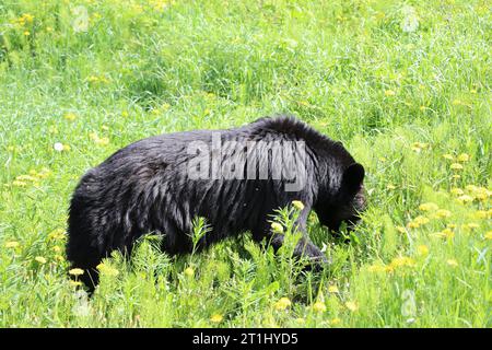 Ein junges Schwarzbärenjunges frühstückt an einem regnerischen Frühlingsmorgen in den Kanadischen Rockies nahe Lake Louise in Banff mit frischen grünen Löwenzahn. Stockfoto