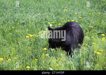 Ein junges Schwarzbärenjunges frühstückt an einem regnerischen Frühlingsmorgen in den Kanadischen Rockies nahe Lake Louise in Banff mit frischen grünen Löwenzahn. Stockfoto