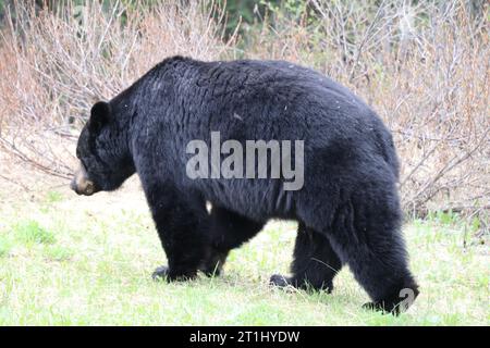 Ein junges Schwarzbärenjunges frühstückt an einem regnerischen Frühlingsmorgen in den Kanadischen Rockies nahe Lake Louise in Banff mit frischen grünen Löwenzahn. Stockfoto