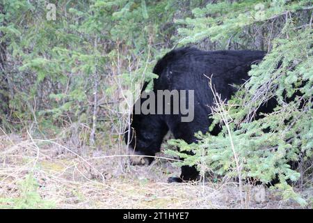 Ein junges Schwarzbärenjunges frühstückt an einem regnerischen Frühlingsmorgen in den Kanadischen Rockies nahe Lake Louise in Banff mit frischen grünen Löwenzahn. Stockfoto