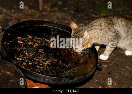 Katze, die aus einer großen Schüssel isst, graue wilde Katze, grünäugige Katze Stockfoto