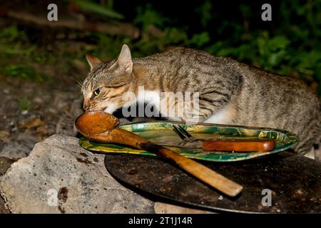 Hungrige Katze, graue Wildkatze, grünäugige Katze Stockfoto