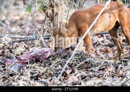 Ein indischer Wildhund alias Indian Dhole, der sich neben seinem Kill im Pench Tiger Reservat während einer Wildtiersafari entspannt Stockfoto