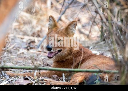 Ein indischer Wildhund alias Indian Dhole, der sich neben seinem Kill im Pench Tiger Reservat während einer Wildtiersafari entspannt Stockfoto