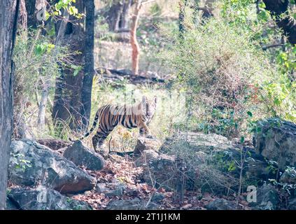 Ein Sub-Erwachsener-Tiger geht an einem heißen Sommernachmittag im Bandhavgarh Tiger Reserve während der Safari in Richtung Wasserloch Stockfoto