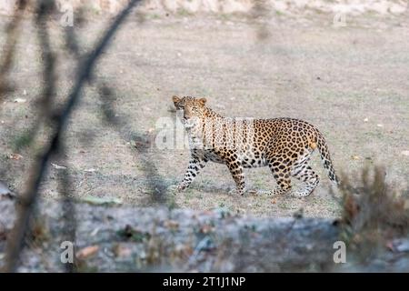 Ein Leopard, der während einer Wildtiersafari auf dem Pufferbereich des Bandhavgarh Tiger Reservats in einer Stalking-Position sitzt Stockfoto