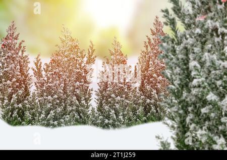 Wunderschöne Winterlandschaft mit schneebedeckten Bäumen und Sonnenstrahlen Stockfoto