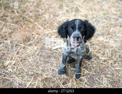 Ein glücklicher schwarz-weißer Hund auf der Farm. Porträt eines englischen Cocker Spaniel, der in die Kamera schaut Stockfoto