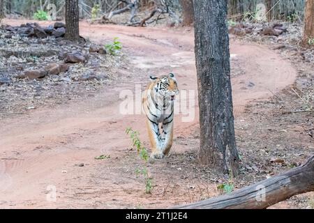 Eine Tigerin unter Erwachsenen, die an einem heißen Sommerabend im Bandhavgarh Tiger Reservat während der Safari auf der Safaristrecke spaziert Stockfoto