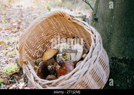 Korb mit frisch geernteten Pilzen im Wald neben einem Baum. Herbst. Stockfoto