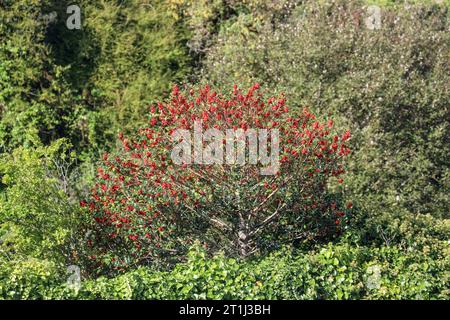 Eine Fülle von gebündelten Beeren auf einem stechpalmenbusch. Unter einem Wachstum von Ivy. Wird es wilde Vögel geben, die sie fressen, wenn unsere Spezies sinkt? Eine Tradition Stockfoto