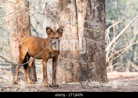 Ein indischer Wildhund alias Indian Dhole, der sich neben seinem Kill im Pench Tiger Reservat während einer Wildtiersafari entspannt Stockfoto